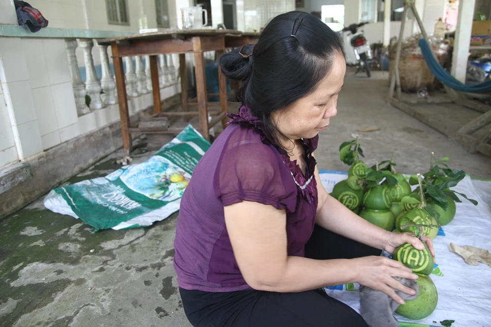 Trước khi giao cho khách, những trái bười hồ lô Tài Lộc được lau chùi sáng bóng từ lá đến da.