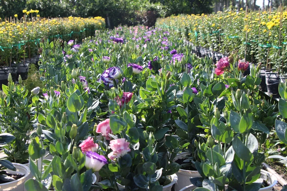 Du khách ồ ạt đổ về làng hoa Sa Đéc ngày cận Tết ảnh 11