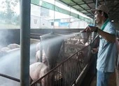 Xuất hiện thêm 2 ổ dịch tả heo châu Phi ở Đồng Nai