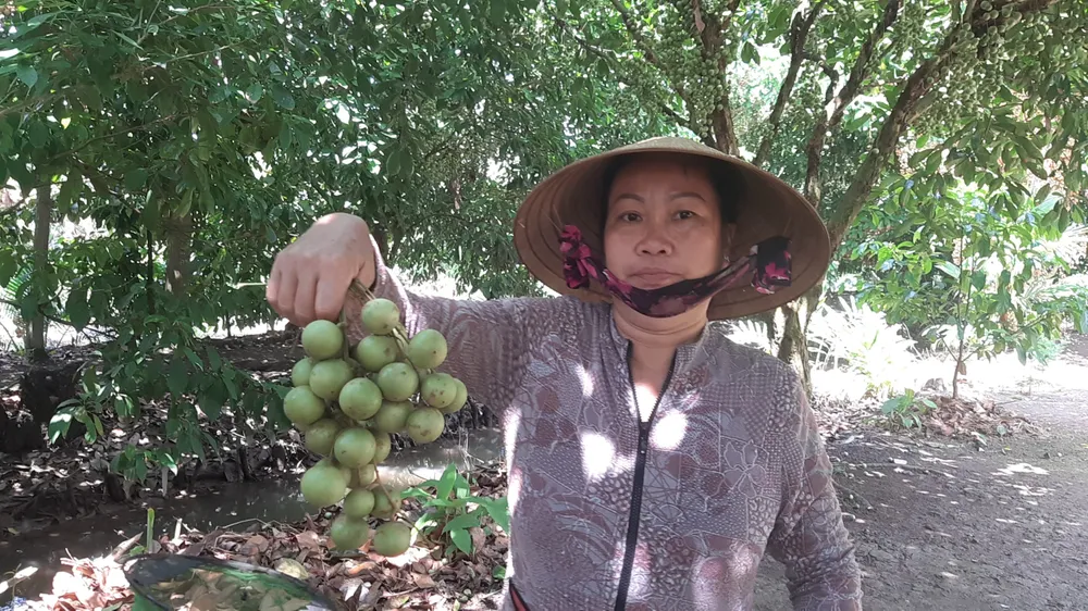 Thoải mái 'check-in' trong vườn dâu rộng 5 ha ở miền Tây ảnh 16