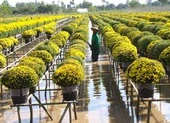 Đồng Tháp: Tôn vinh nghề làm hoa kiểng ảnh 4 Sắp diễn ra Tuần lễ Văn hóa Du lịch Đồng Tháp năm 2021