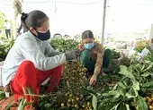 Không để nông sản miền Tây 'tự bơi' giữa làn sóng COVID-19