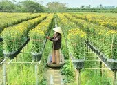Thủ phủ hoa miền Tây tấp nập, hàng triệu giỏ hoa sắp ra chợ ảnh 2 Làng hoa Sa Đéc: Hàng triệu giỏ hoa chuẩn bị ra chợ Tết