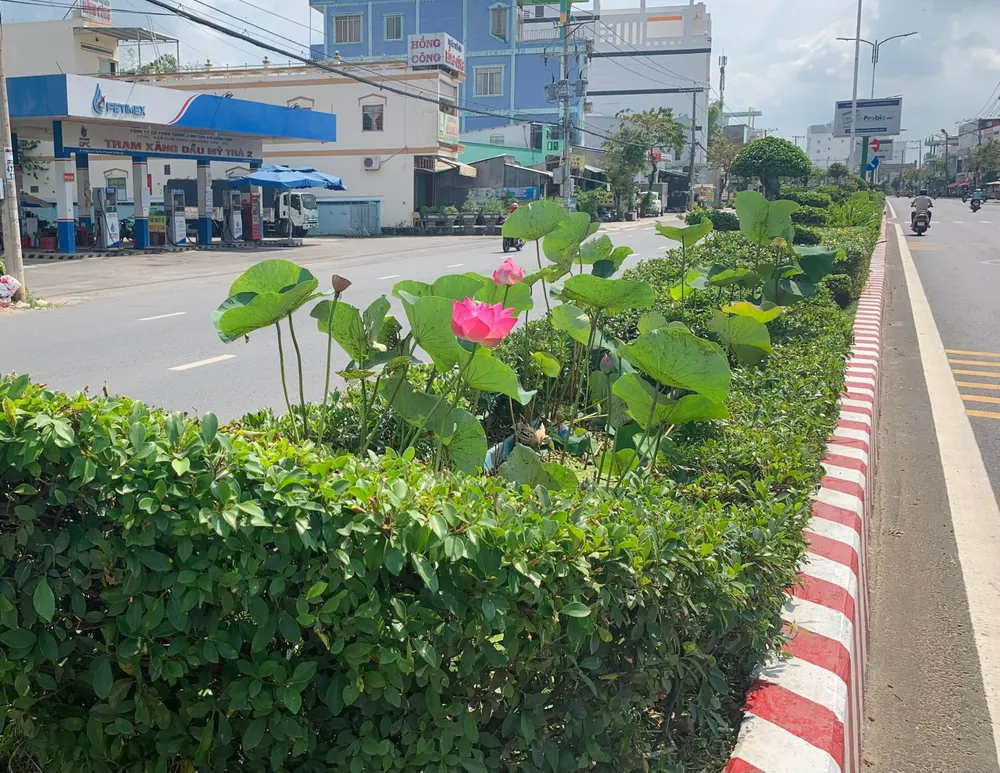 Sen được trồng khắp các tuyến đường phố ở Đồng Tháp. ẢNh: HD Sen được trồng khắp các tuyến đường phố ở Đồng Tháp. ẢNh: HD
