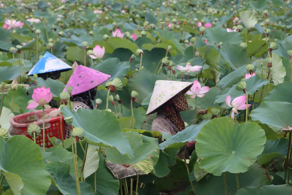 Nông dân thu hoạch sen. Ảnh: VĂN KHƯƠNG Nông dân thu hoạch sen. Ảnh: VĂN KHƯƠNG