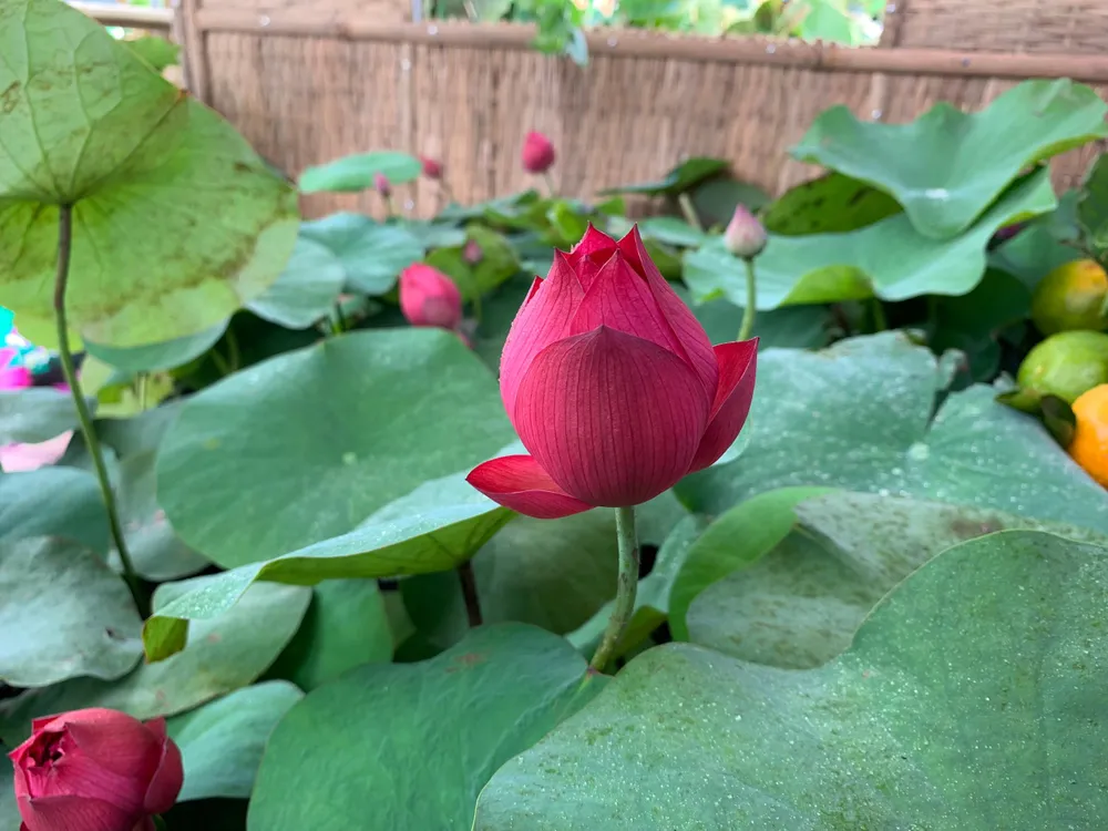 Đồng Tháp đã chọn Sen là hình ảnh đặc trưng xây dựng thành công thương hiệu “Đồng Tháp - Đất Sen hồng”