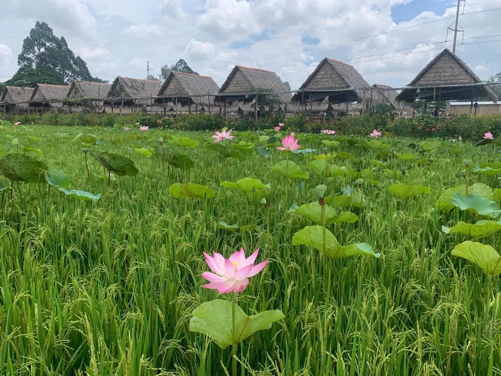 Sen hồng Đồng Tháp. Ảnh: HD