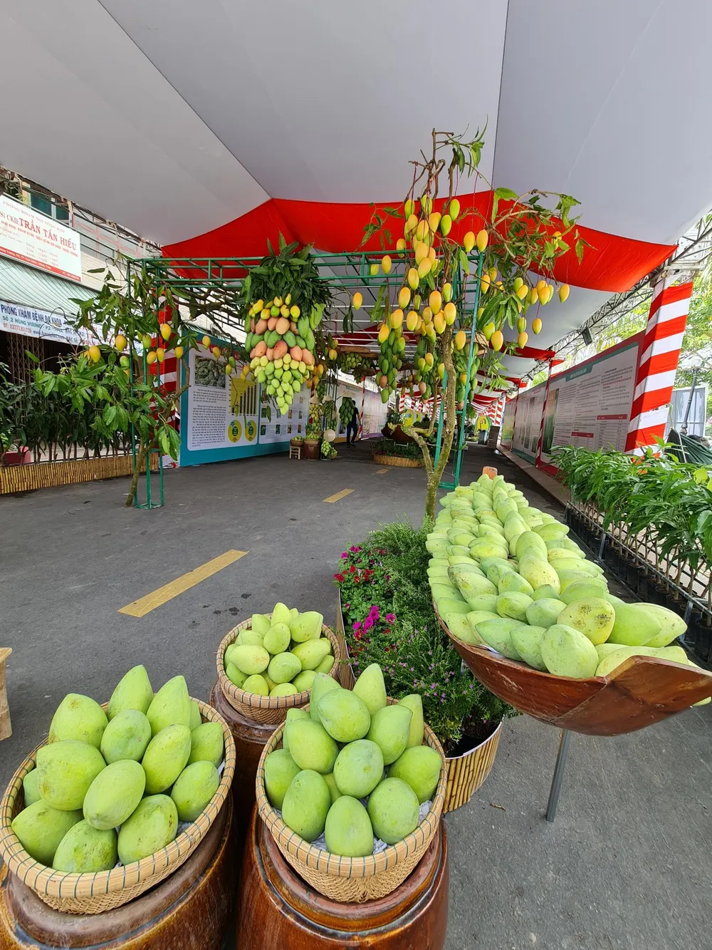 Ba giống xoài được trồng chủ lực tại Đồng Tháp là Cát Chu, Tượng da xanh, Cát Hòa Lộc.