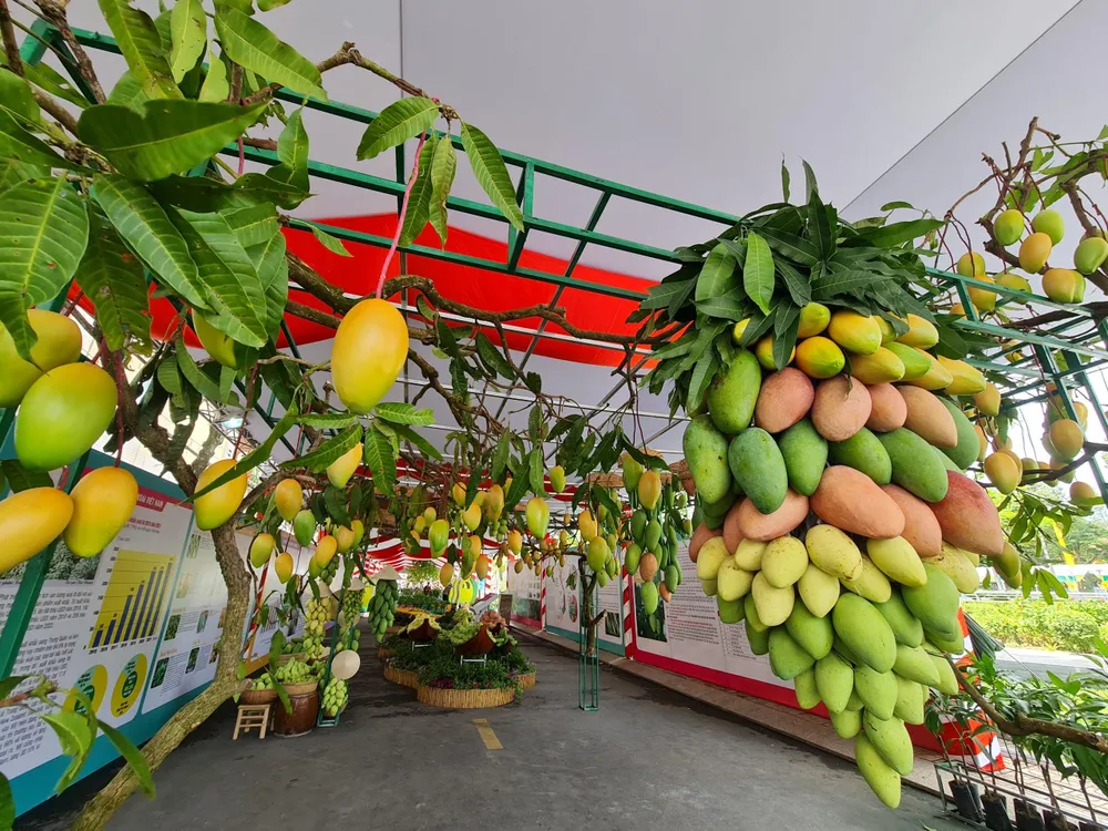 Khu trưng bày, giới thiệu và quảng bá thương hiệu “xoài Cao Lãnh”