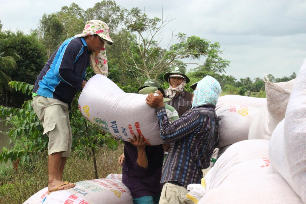 Nông dân thu hoạch lúa
