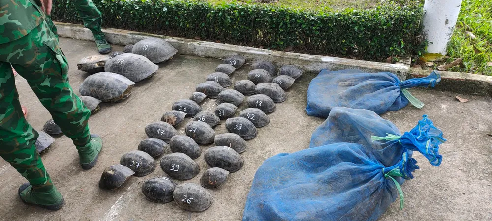 Số cá thể động vật hoang dã lực lượng chức năng thu giữ được. Ảnh: LĐ Số cá thể động vật hoang dã lực lượng chức năng thu giữ được. Ảnh: LĐ