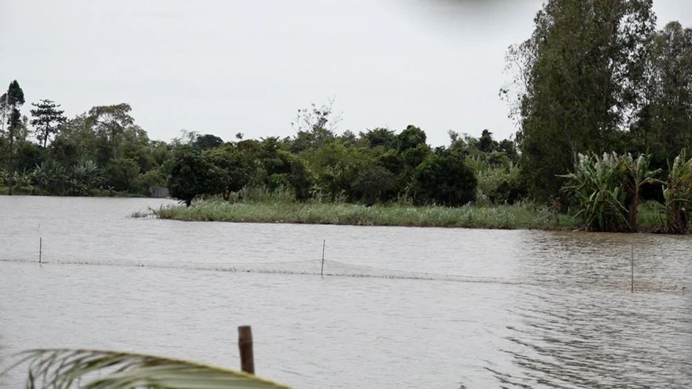 Tụ điểm đá gà được tổ chức ở khu đất trống giữa cánh đồng nước mênh mông khó tiếp cận