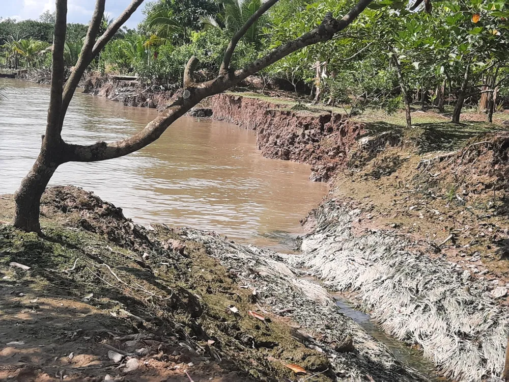 sạt lở bờ sông cổ chiên sạt lở bờ sông cổ chiên