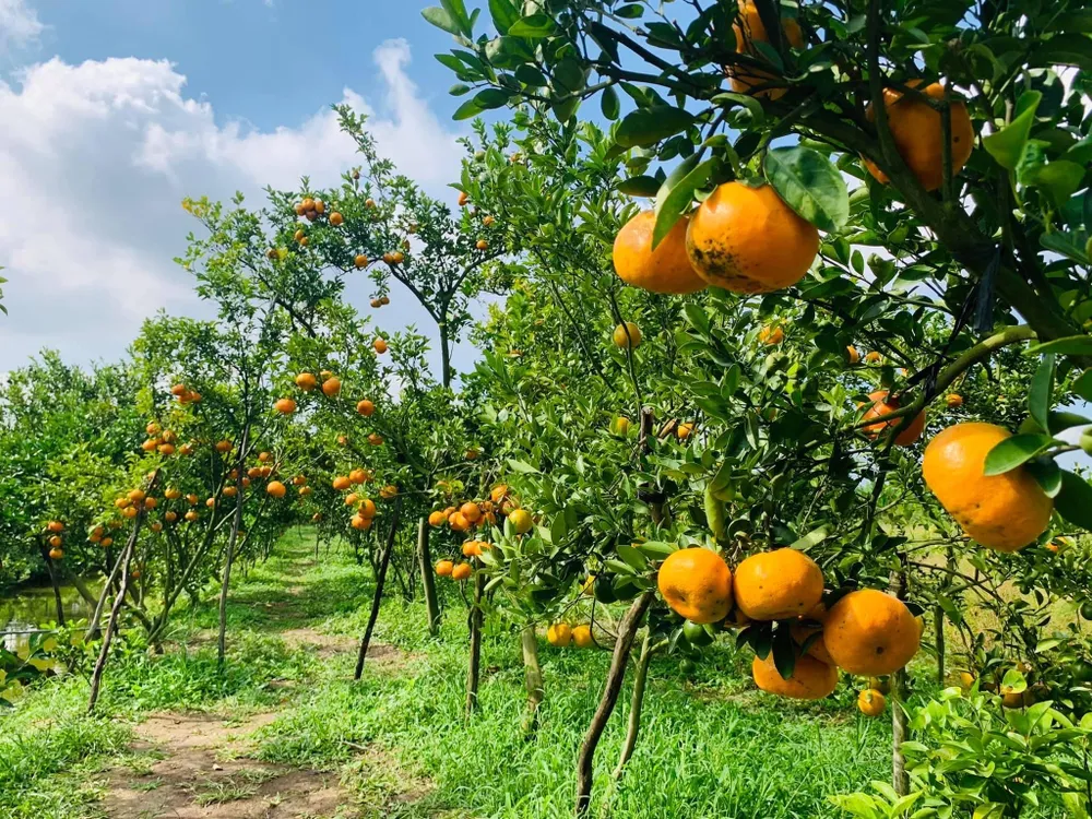 quýt hồng lai vung