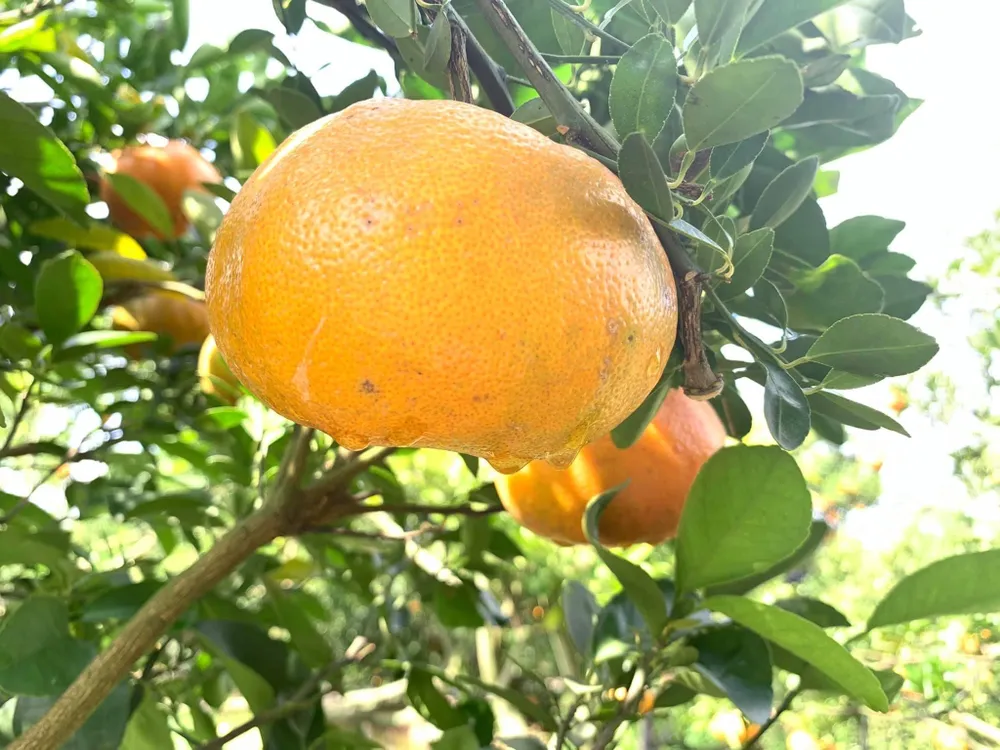 quýt hồng lai vung