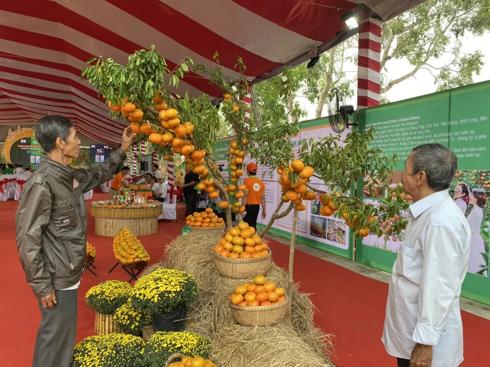 lễ quýt hồng lễ quýt hồng