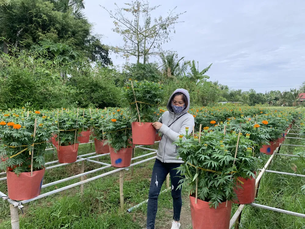 làng hoa sa đéc làng hoa sa đéc