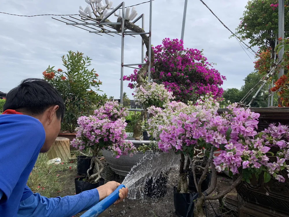 làng hoa sa đéc làng hoa sa đéc