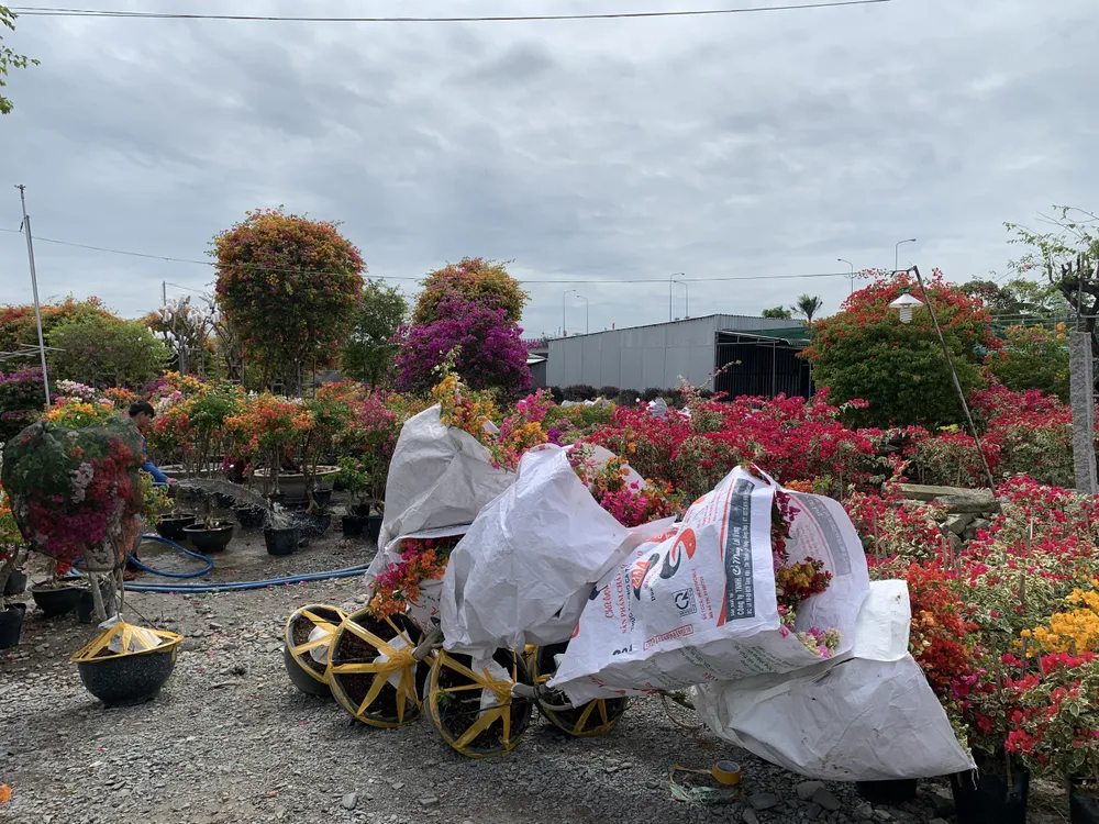 làng hoa sa đéc làng hoa sa đéc