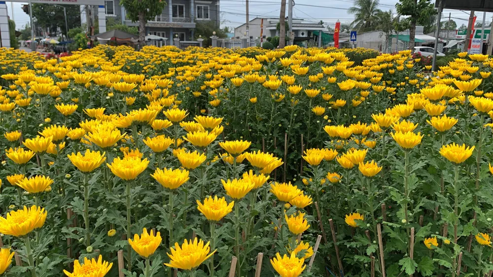 làng hoa sa đéc làng hoa sa đéc