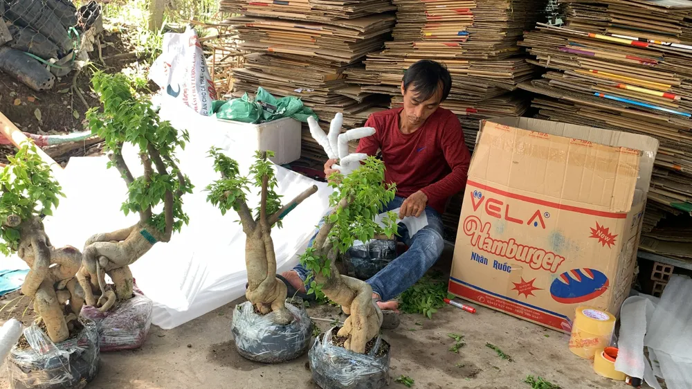 Nhà vườn tất bật gói hoa giấy giao cho khách hàng ở khắp nơi.