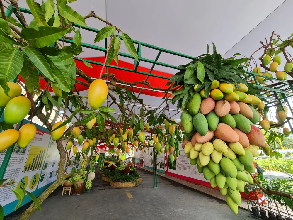 lễ hội xoài đồng tháp