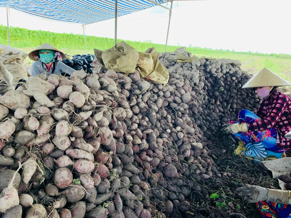 xuất khẩu khoai lang