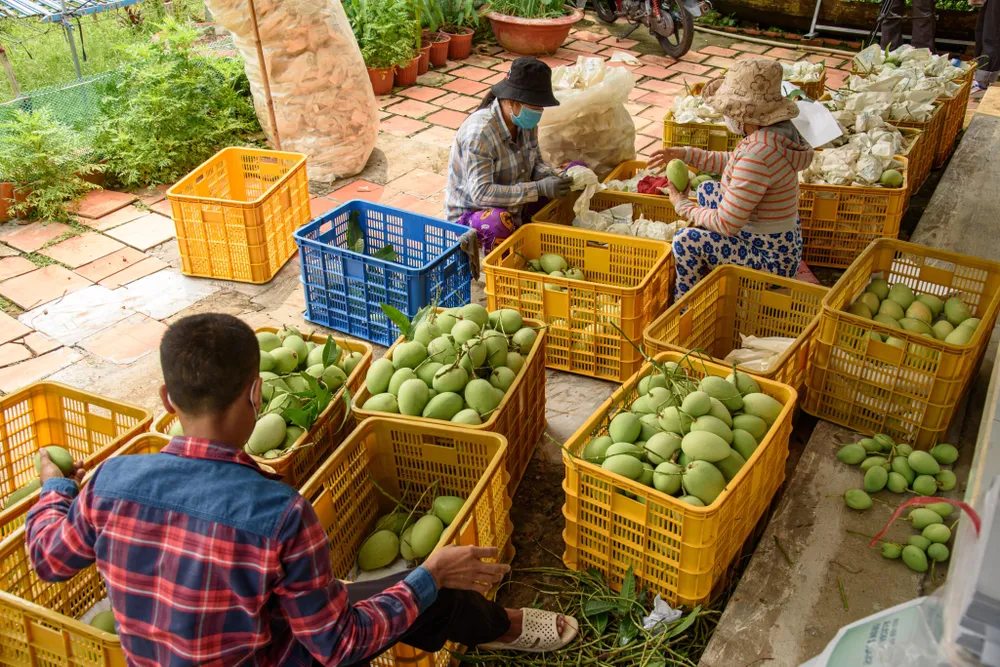xuất khẩu xoài xuất khẩu xoài
