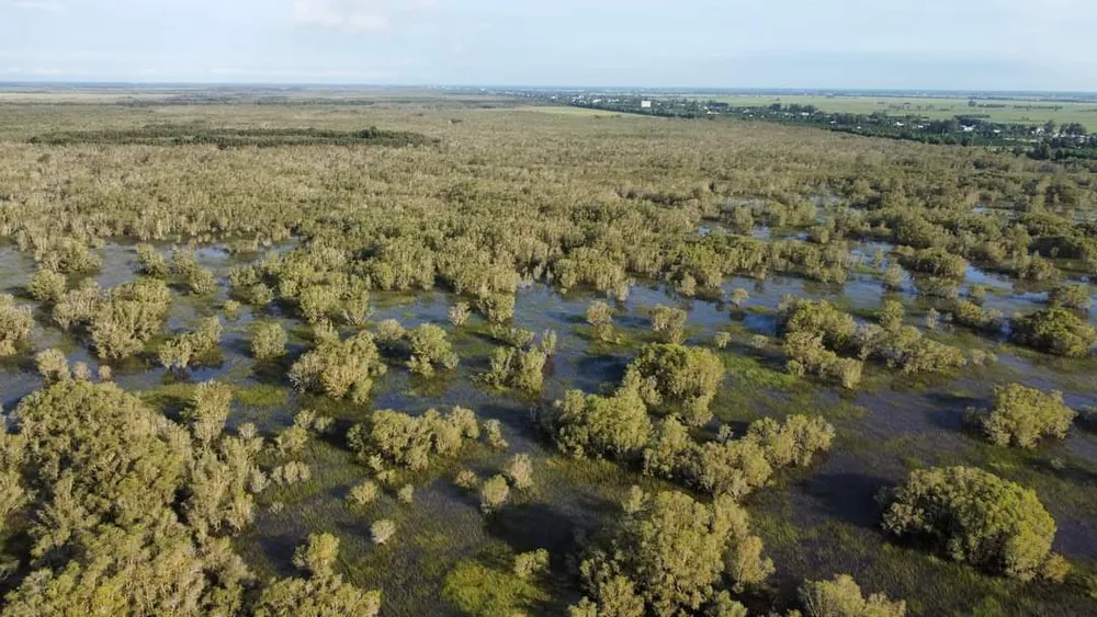 Gần 185 tỉ đồng bảo tồn và phát triển Sếu đầu đỏ ở Đồng Tháp