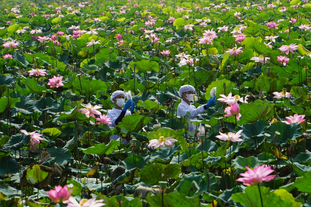 le-hoi-sen-dong-thap.JPG
