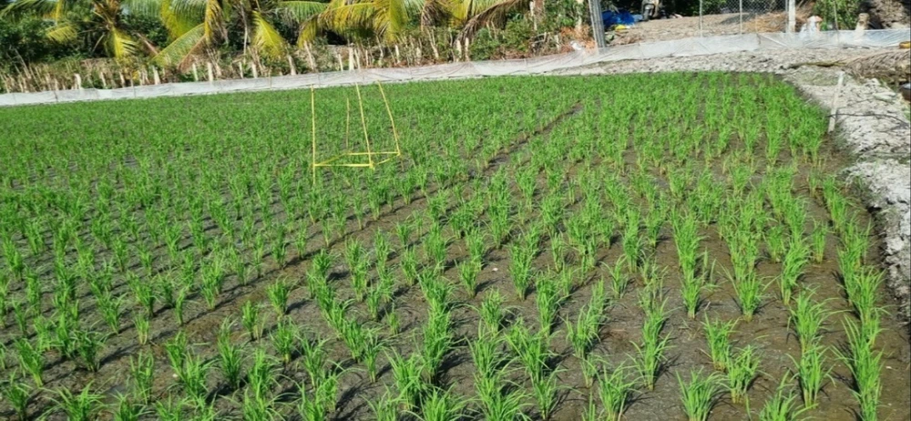 An Giang đặt mục tiêu đến năm 2030 giá trị gia tăng trong chuỗi lúa gạo tăng 40%, trong đó tỉ suất lợi nhuận người trồng lúa đạt trên 50%. lua-chat-luong-cao-an-giang-1.jpeg