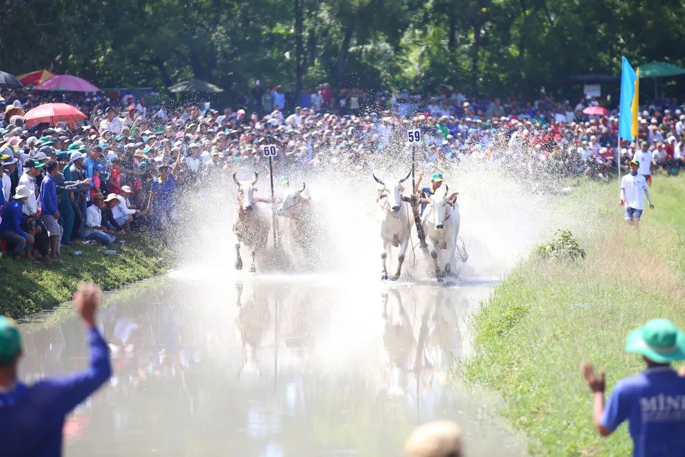 đua bò bảy núi an giang.jpg