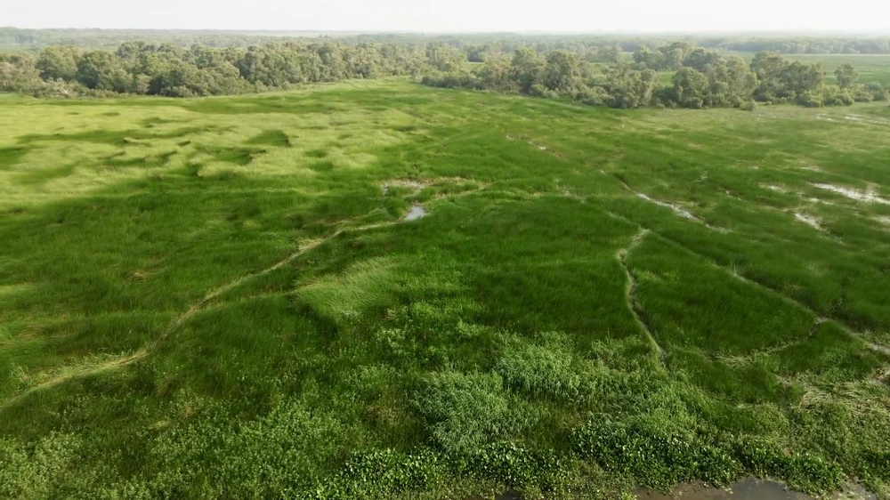 Bảo vệ những cánh rừng của Vườn Quốc gia Tràm Chim cũng chính là chung tay bảo vệ thiên đường của sếu đầu đỏ