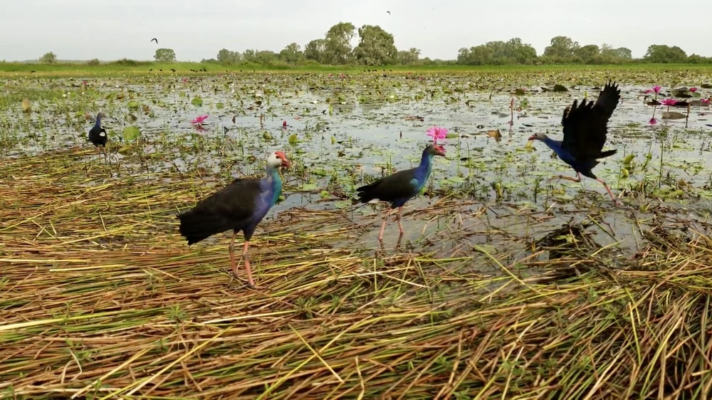 sếu đầu đỏ vườn quốc gia tràm chim