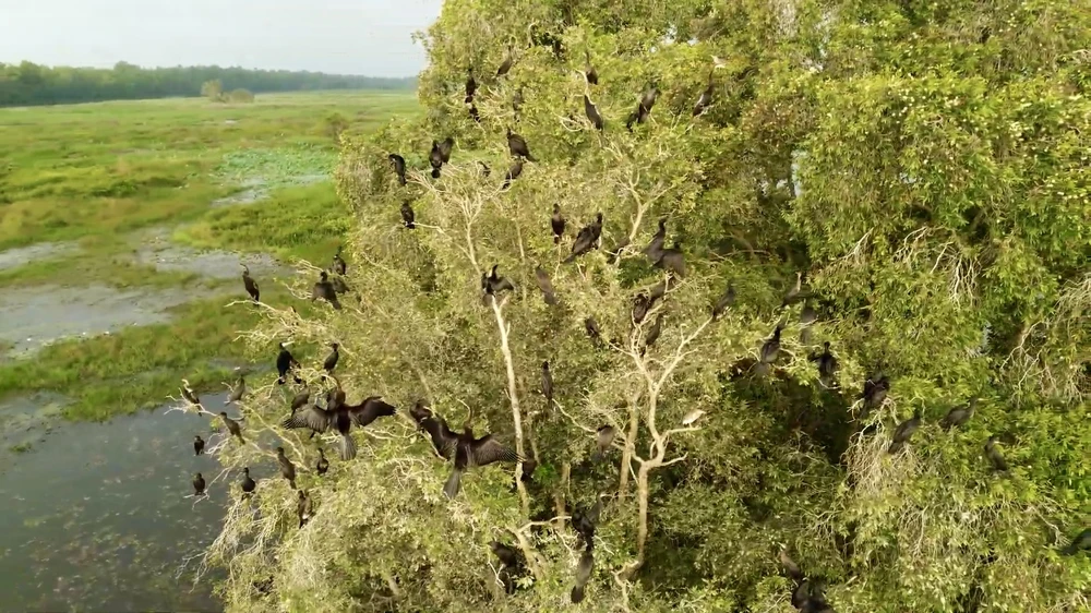Giữa không gian xanh bát ngát của Vườn Quốc gia Tràm Chim, nơi được mệnh danh là “đảo thiên đường” của Đồng Tháp