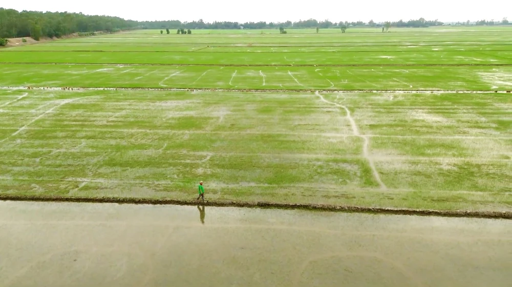 Cánh đồng lúa sinh thái kết hợp bảo tồn sếu đầu đỏ của gia đình ông Nguyễn Văn Mẫn