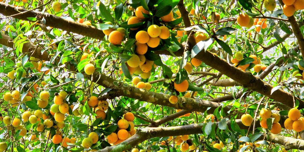 món ăn từ thanh trà vĩnh long