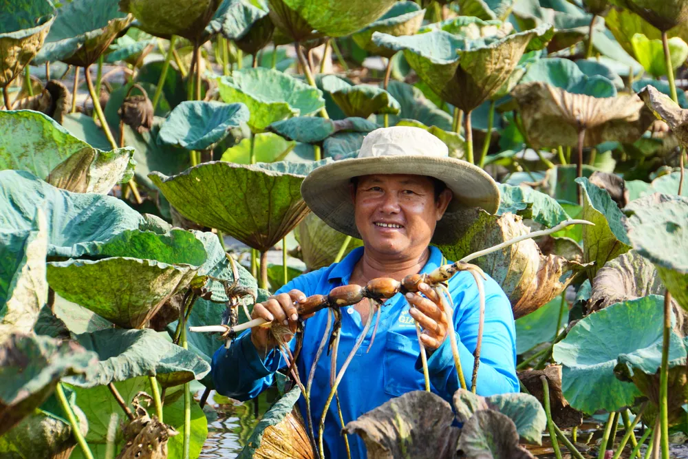 Các loại cây trồng trong đó có sen của tỉnh Đồng Tháp tiếp tục phát huy hiệu quả tỉnh đồng tháp, nông thôn mới