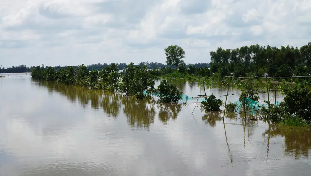 vỡ đê,triều cường,vĩnh long,lũ đầu nguồn