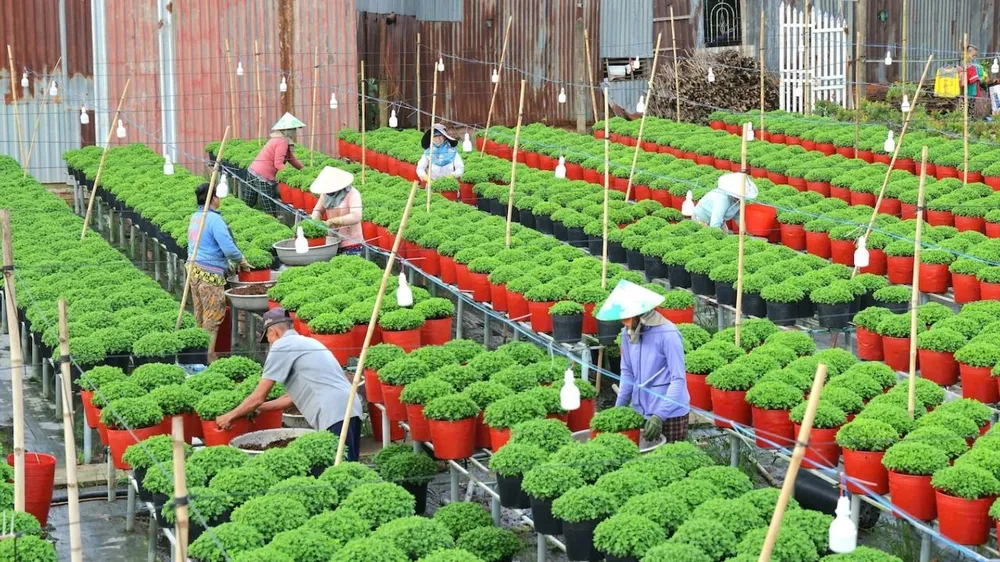 festival hoa,sa đéc,đồng tháp