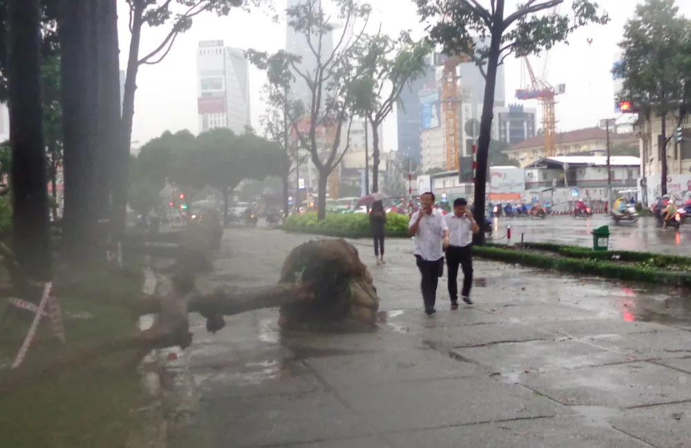 'Không thể trồng cây theo ý thích của anh ba, anh bảy' ảnh 2