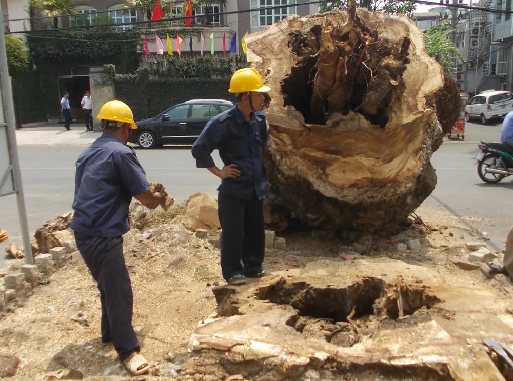 'Không thể trồng cây theo ý thích của anh ba, anh bảy' ảnh 4