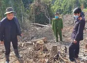 Triệu tập 2 người liên quan vụ phá rừng phòng hộ ở Đà Lạt