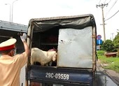 Xe ‘luồng xanh’ chở 41 con dê chưa kiểm dịch bị chặn ở ngã tư Bình Phước