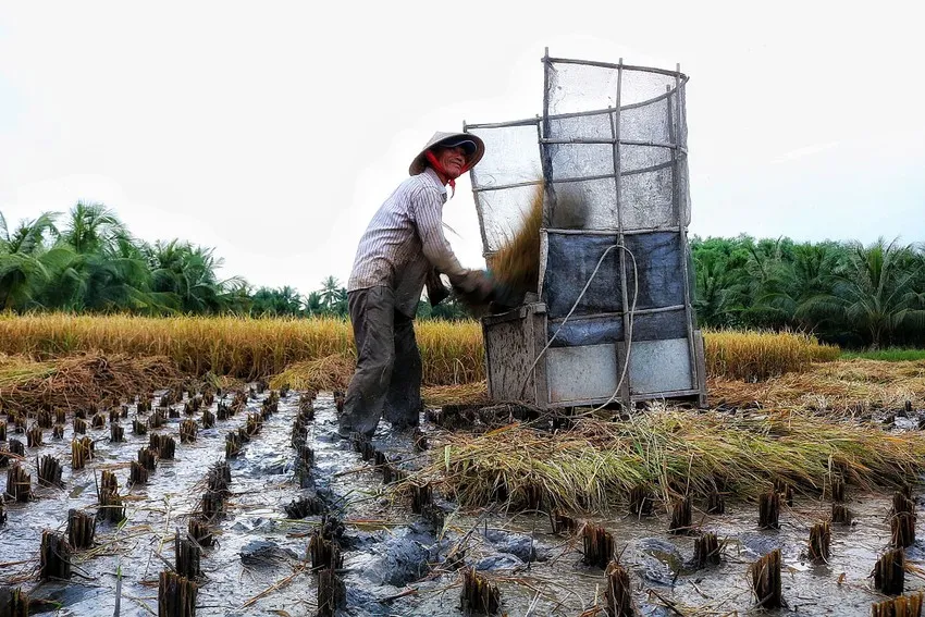 Người dân Bình Quới, Thanh Đa thu hoạch lúa. Ảnh: NGUYỆT NHI Người dân Bình Quới, Thanh Đa thu hoạch lúa. Ảnh: NGUYỆT NHI