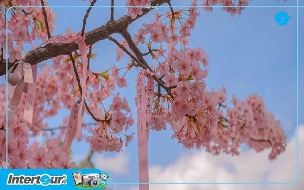 Cảnh sắc đầy mê mẩn của sắc hoa anh đào