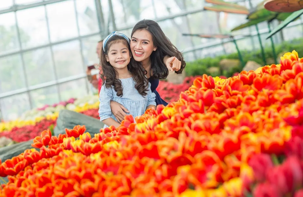 Đắm chìm vào khung cảnh 50.000 gốc tulip tại lễ hội hoa Tulip VinWonders Nha Trang.