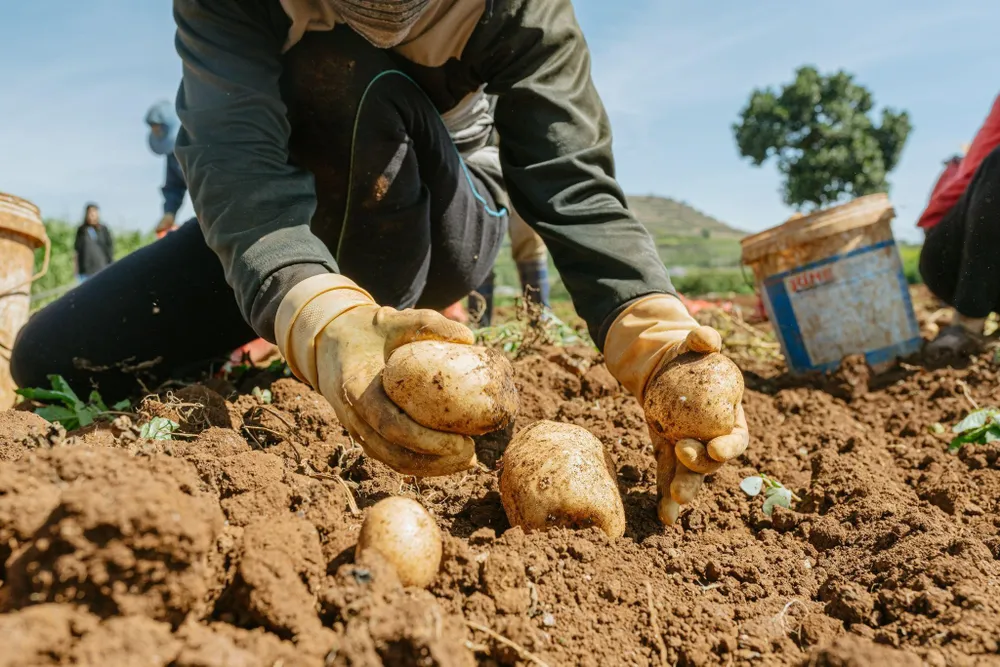 Bánh khoai tây nổi tiếng Việt Nam và hành trình đầy ý nghĩa