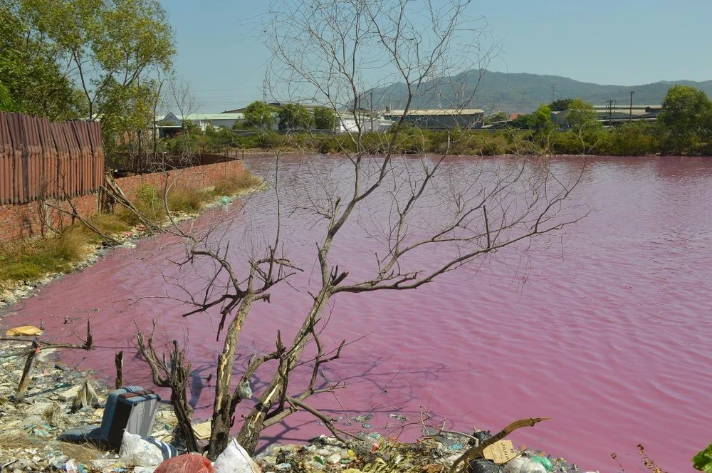 Bà Rịa-Vũng Tàu: Cả vùng nước chuyển màu đỏ tím ảnh 2