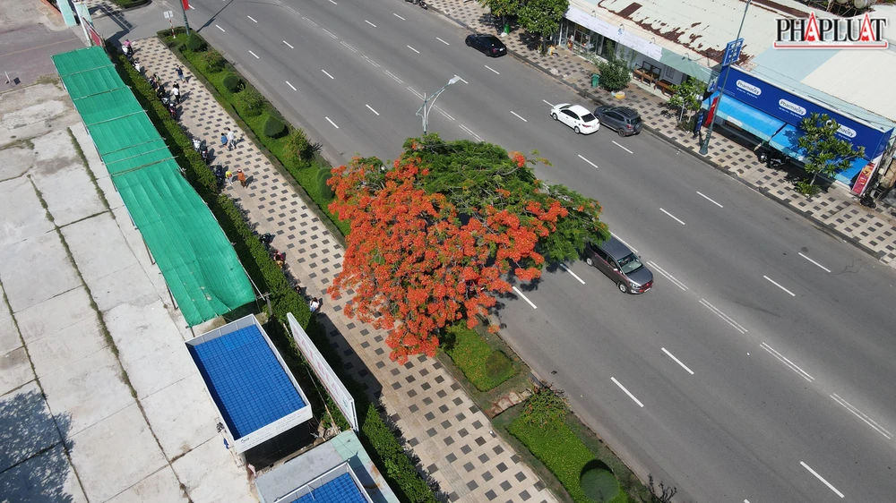 Cây phượng "hai lòng" nhìn từ trên cao- Ảnh:LH
